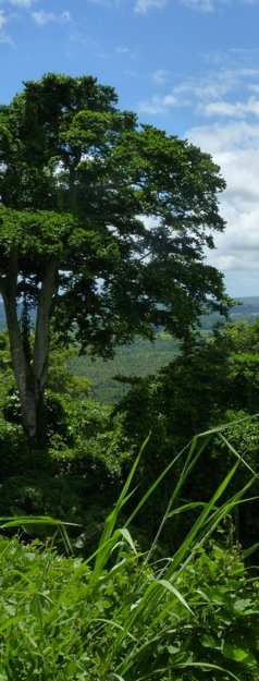 Vanuatu. Foto A.A.Bispo 2012. Copyright